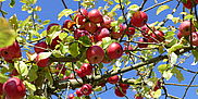 organic apples in a tree