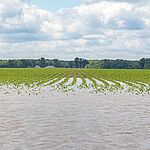 flooded field