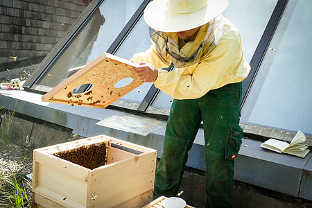 WESSLING Mitarbeiter Christopher Bocker bei der Arbeit am Bienenstock