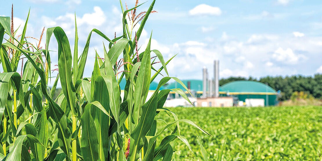 Maissilage, Biogas, Trockensubstanzanalytik