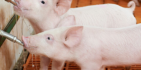 Two piglets drinking from a trough