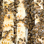 WESSLING Bienen
