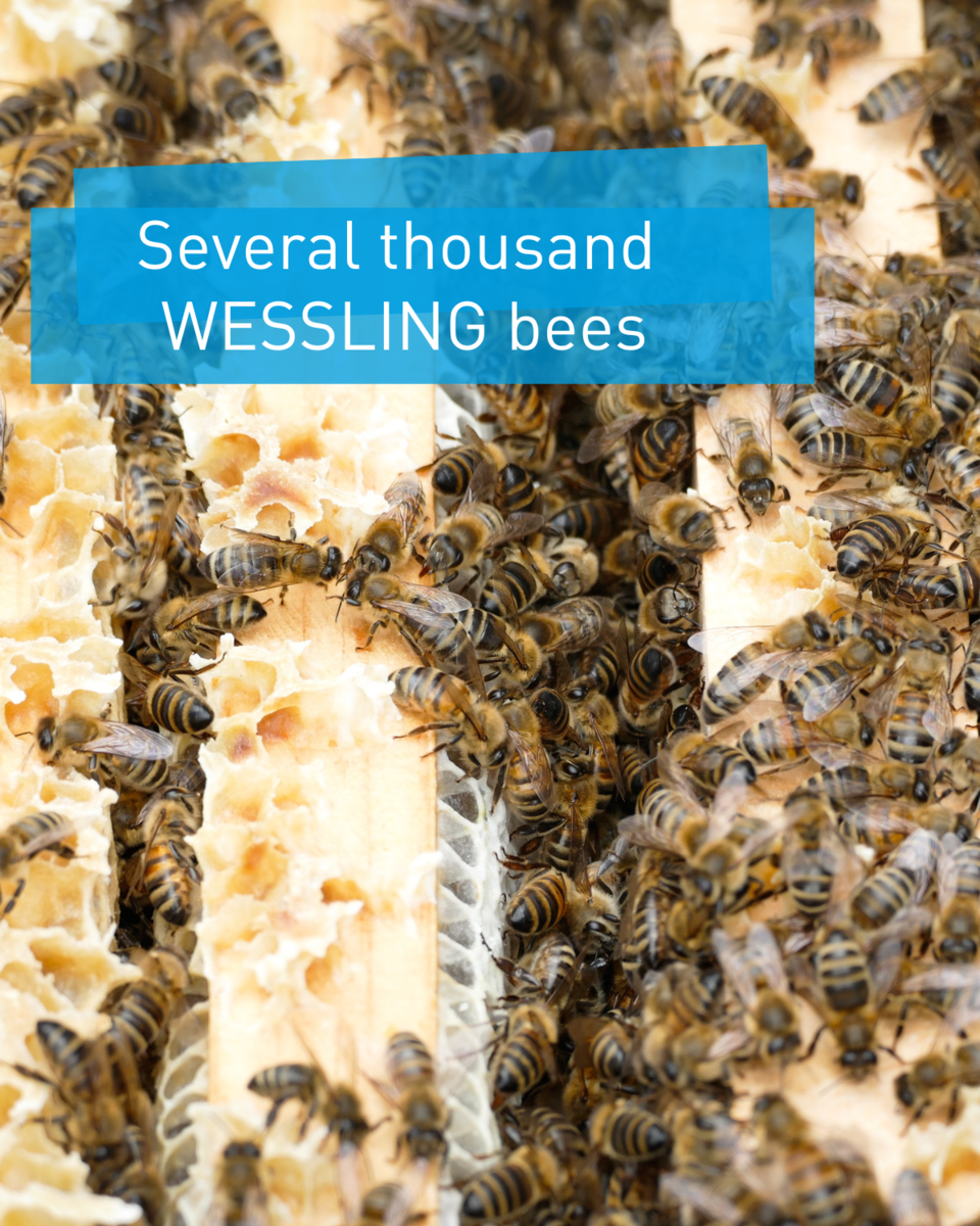 WESSLING bees