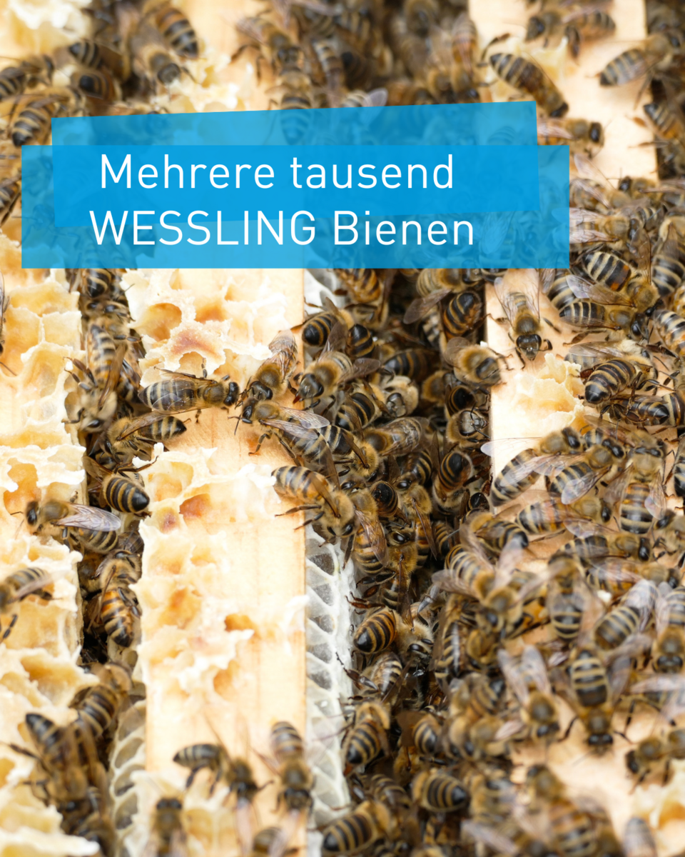 WESSLING Bienen