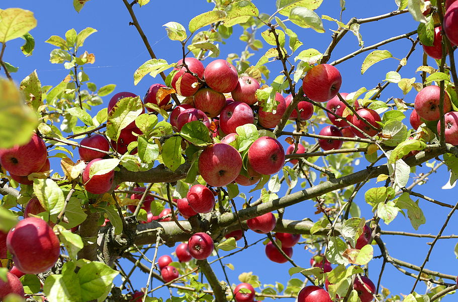 Organische Äpfel im Baum