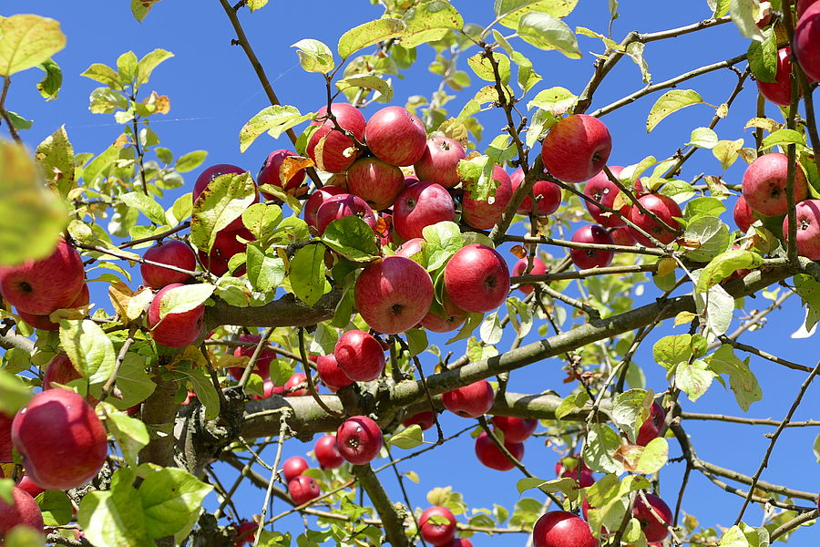 organic apples in a tree