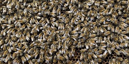 WESSLING Bienenstock