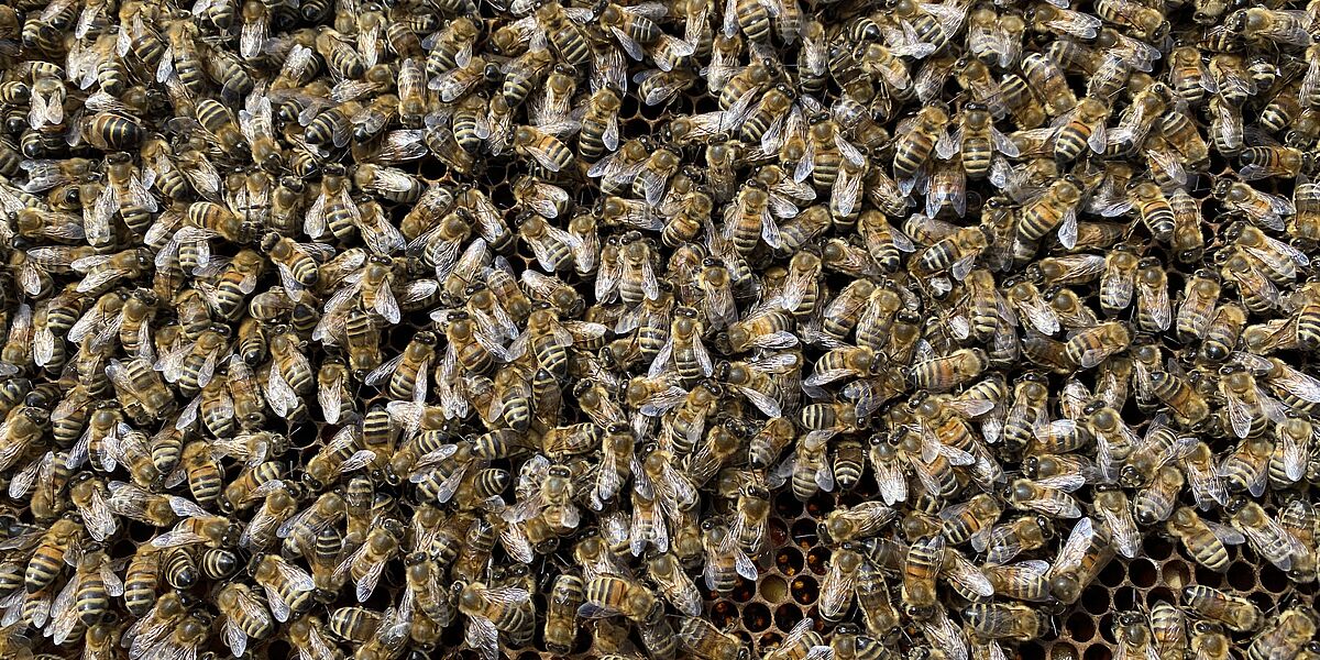 WESSLING Bienenstock