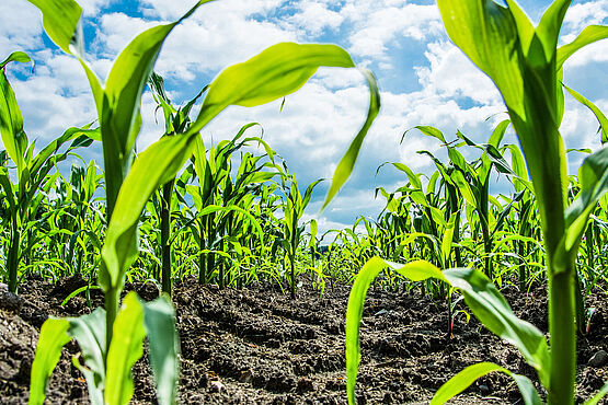 Farmland with young corn plants