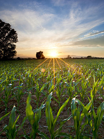 Mais auf einem Feld - die Pflanzen gehören zu den Inputstoffen von Biogasanlagen.