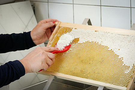 Öffnung von Bienenwaben mit einer Entdeckelungsgabel