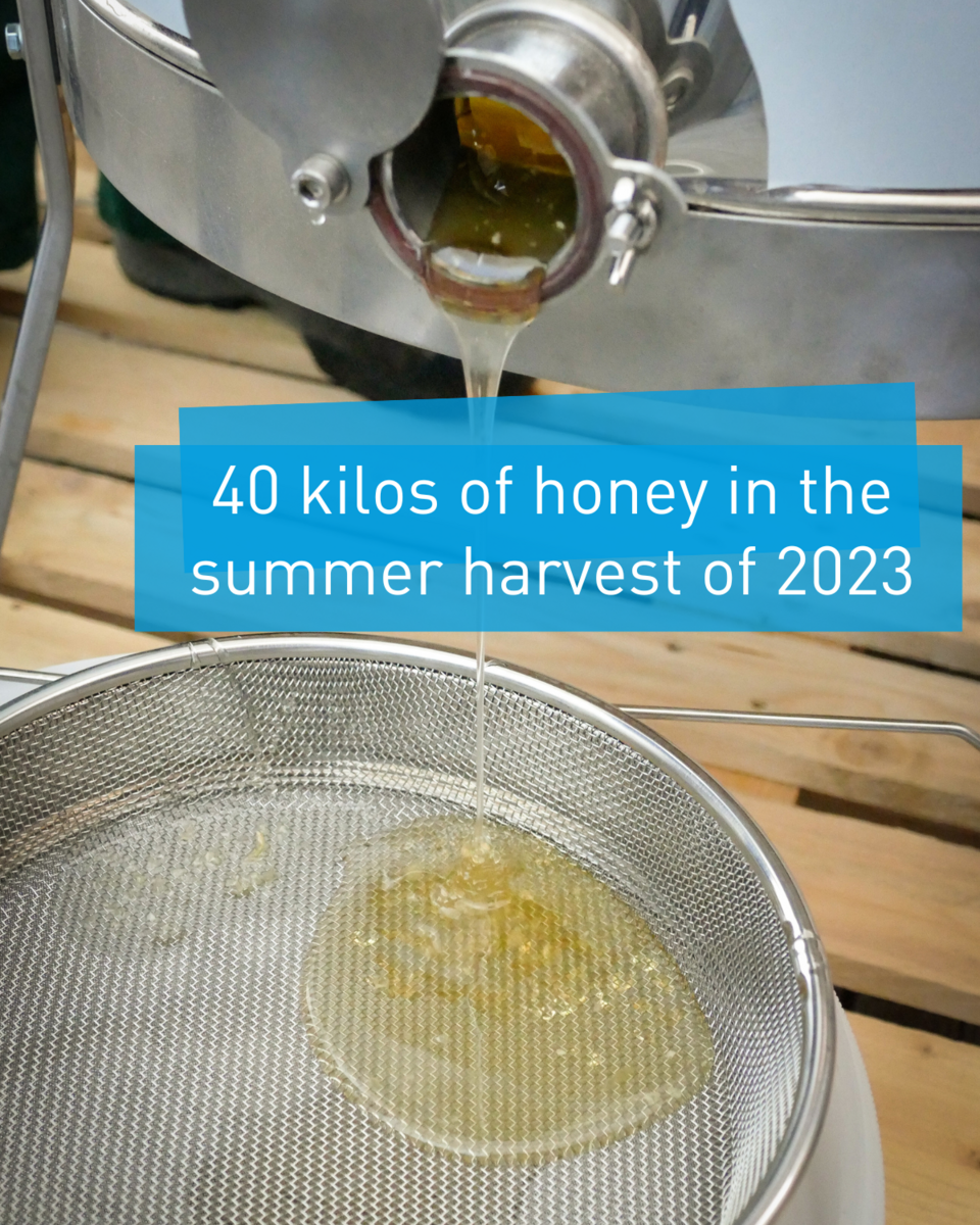 honey harvest