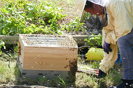 WESSLING Bienenkiste