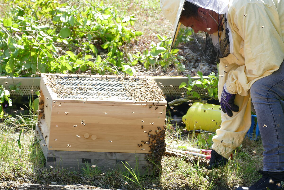 WESSLING Bienenkiste