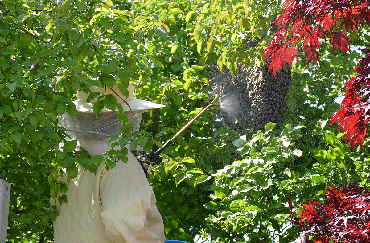 Anna Weßling sprüht das Bienenvolk mit Wasser an, um es zu beruhigen