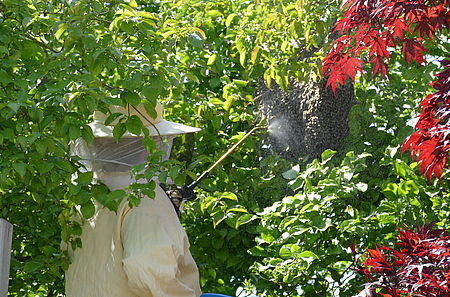 Anna Weßling sprüht das Bienenvolk mit Wasser an, um es zu beruhigen