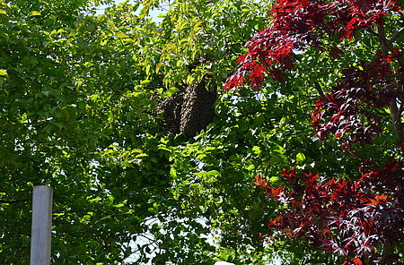 Die WESSLING Bienen hängen im Baum