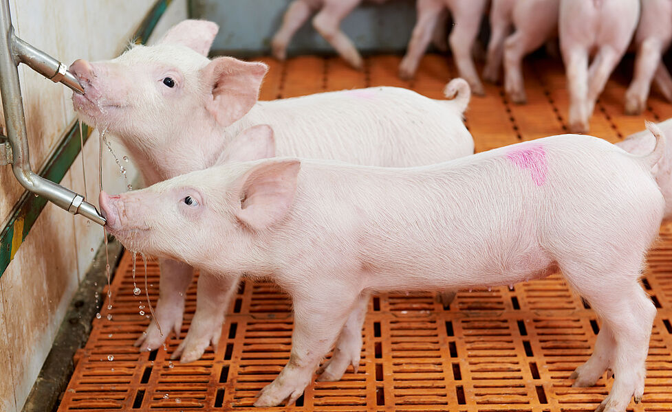 Two piglets drinking from a trough