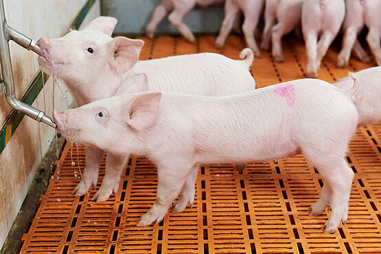 Zwei Ferkel trinken aus Tränke