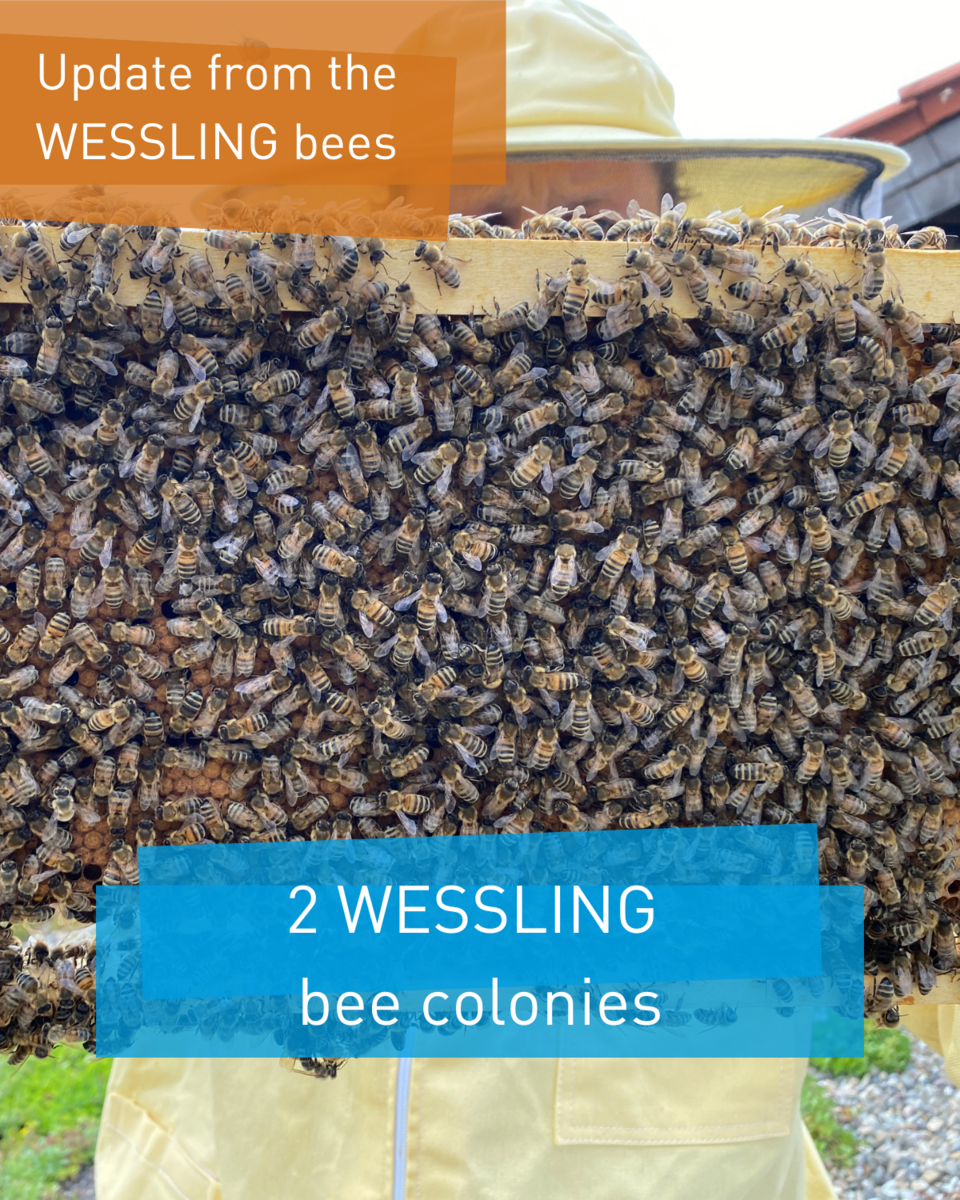 WESSLING bees