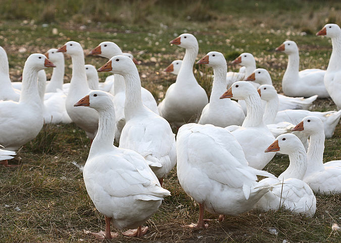 Free-range geese – natural suppliers of down and feathers