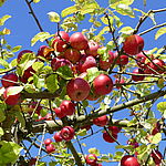 Organische Äpfel im Baum