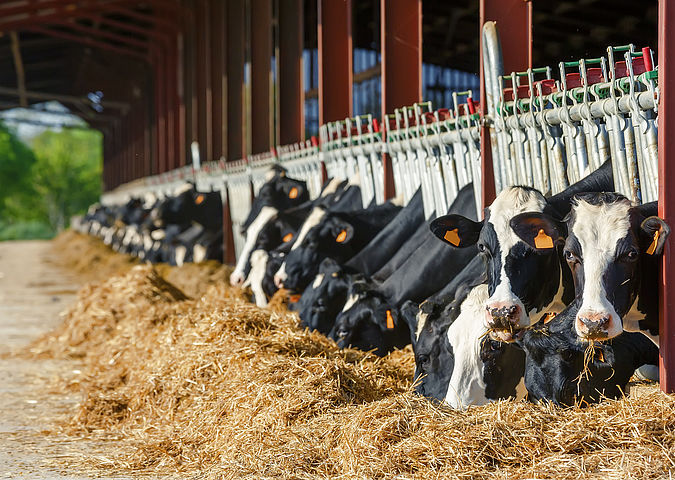 Kühe fressen Futtermittel, das WESSLING in seinen Laboratorien untersucht.