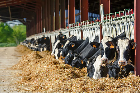 Cows eating hay after feed analysis.
