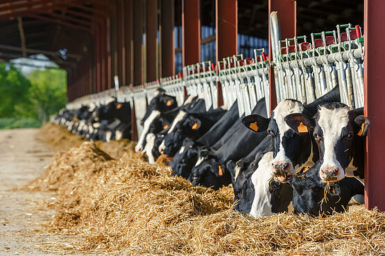 Cows eating hay after feed analysis.