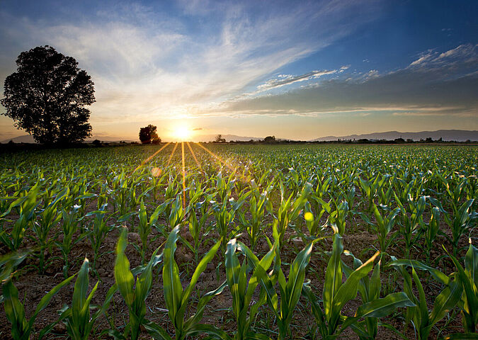 Mais auf einem Feld - die Pflanzen gehören zu den Inputstoffen von Biogasanlagen.