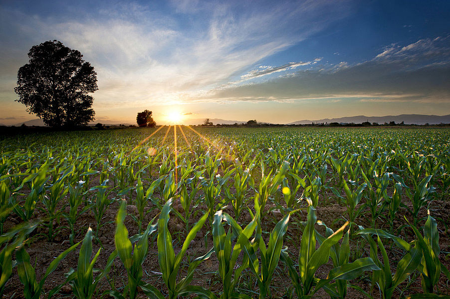 Feld mit jungem Mais im Frühjahr, auf dem WESSLING die Qualität von Maissorten als Gärsubstrat für eine optimierte Energieausbeute bei Biogasanlagen ermittelt.