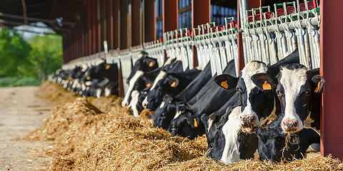 Kühe fressen Heu nach Futtermittelanalyse.